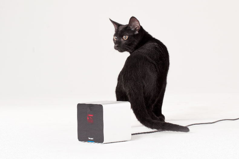 Petcube Play is great for cats.