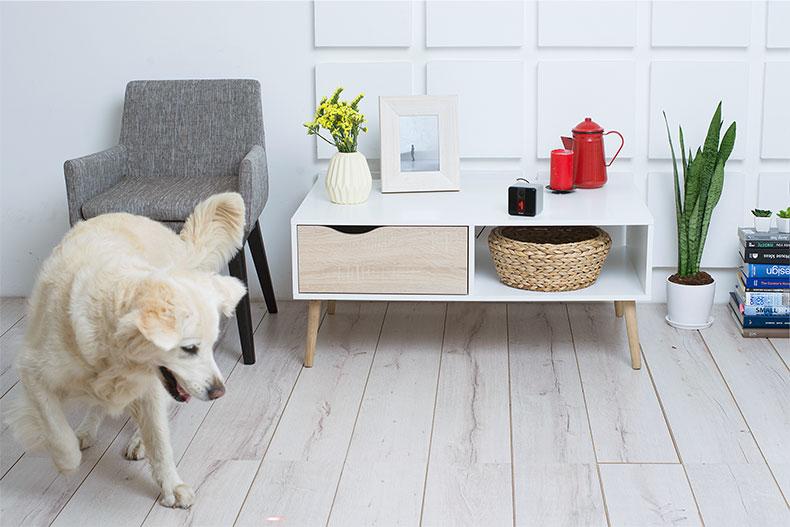Watch your dog chase a laser that you control using a free app while you're out of the house.